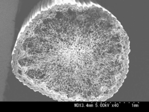 国産い草の断面を顕微鏡での拡大図。い草の中が目の細かいフィルターのように複雑な層になっていることがわかる。（出典：北九州市立大学 森田研究室）